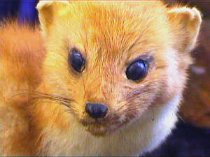 25marder.jpg (13481 Byte)