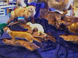 25tiere.jpg (10687 Byte)