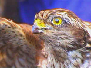 25vogel.jpg (9869 Byte)