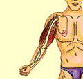 muskel_anim.gif (14195 Byte)